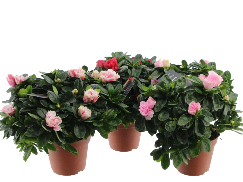 Azalea plants, specifically Rhododendron simsii varieties