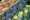 marginpar blooms rouw 20251125405-482497