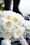 david austin florametz milles fleurs new roses-26