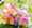 taggen @grace and flowers en Anja Schneemann photography Johanna Onur 210625-362