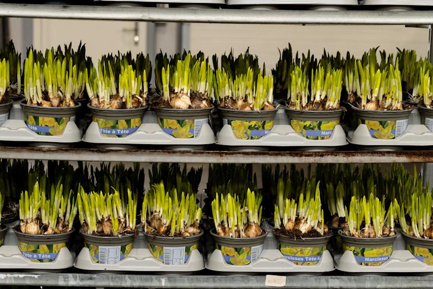 MRT planten proces 2024 LR-12