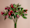 alstromeria-toussaint