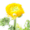 Fête des Grands-mères - Renoncule Elegance jaune