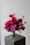 david austin florametz milles fleurs new roses masterpieces (35)