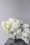 david austin florametz milles fleurs new roses masterpieces (90)