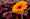 DSCF0371