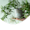 plants Verdel