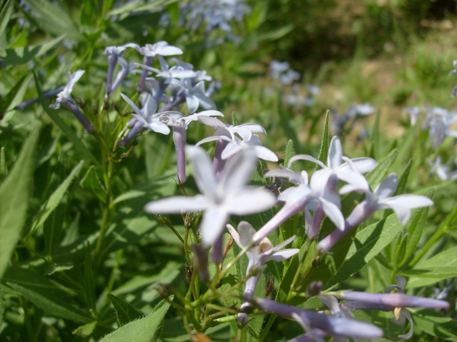 Blue star in flower after propagation in tissue culture and return to a protected area in Kocaeli province.