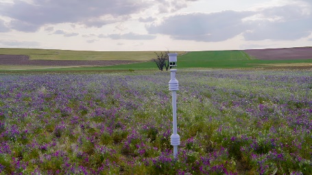 CS332 Figure 1 - Cover crops and sensor technology in wheat