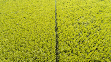 Optimize water use for rice irrigation