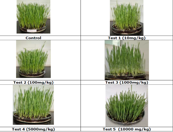 Wheat plant growth toxicity test grid