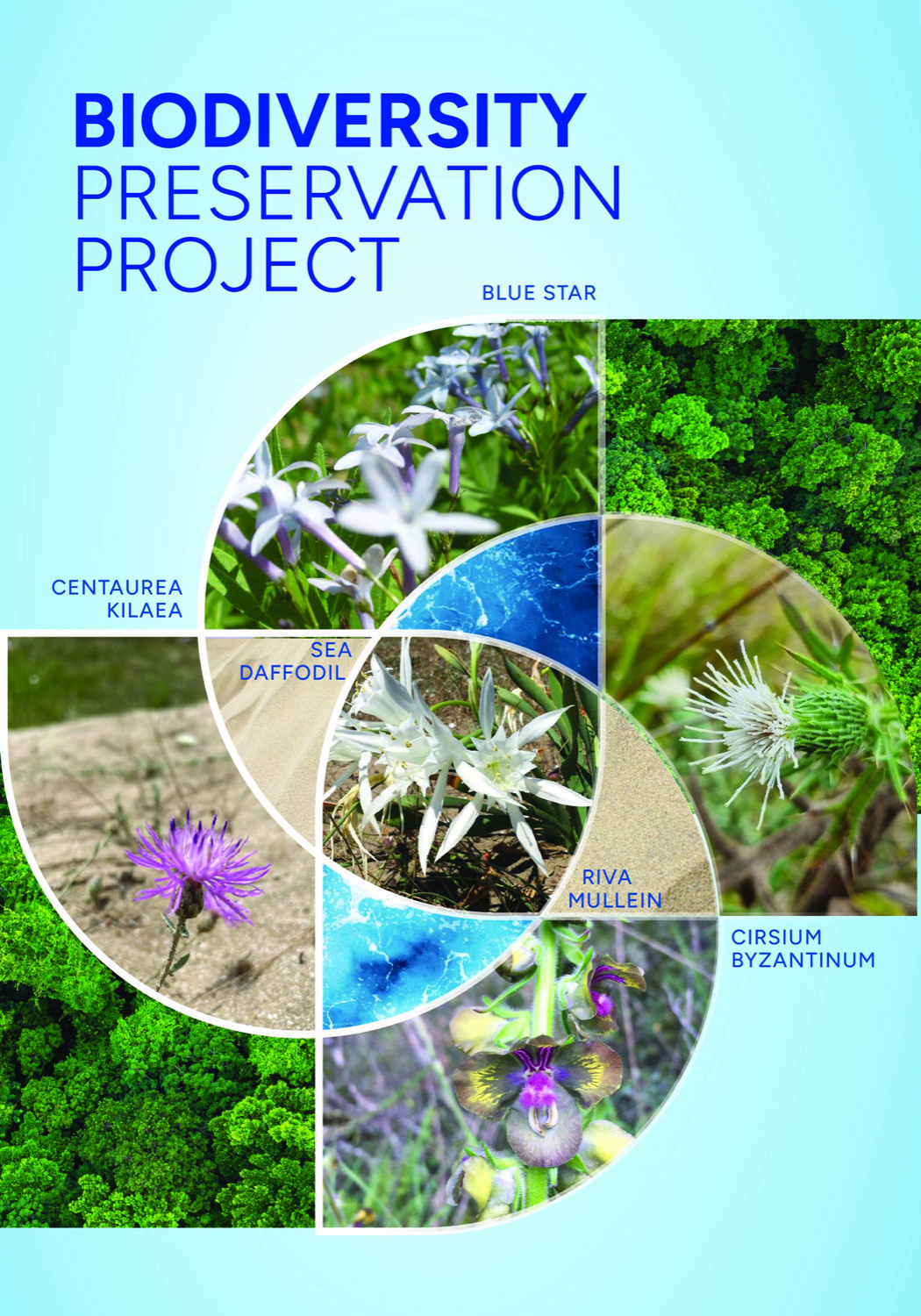 The five rare and endemic species covered by the project: blue star, Centaurea kilaea, sea daffodil, Riva mullein and Cirsium byzantinum.