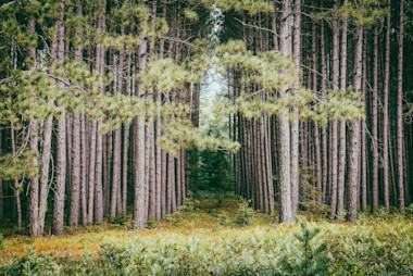 Maintain and enhance forest carbon sinks with silviculture