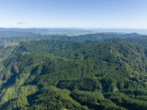 Eastern Bay of Plenty Forests