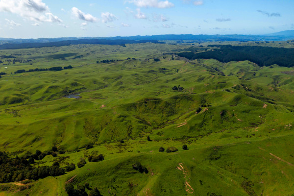 Te Ākau Grazing