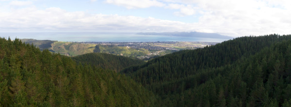 Valley Road Forest