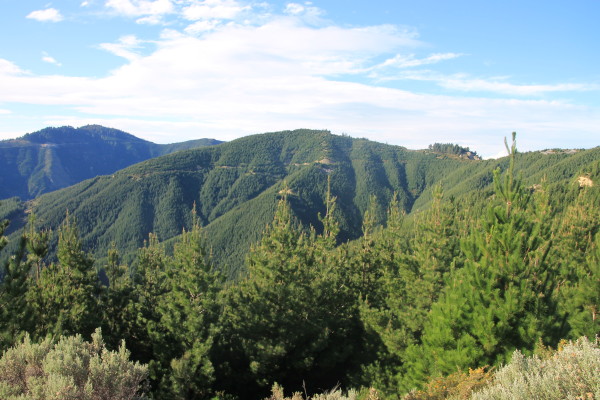 Hakahaka Forest
