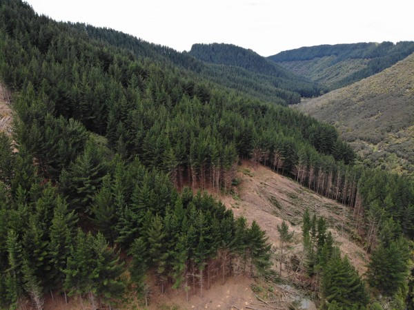 Iwi-Owned Forestry Portfolio