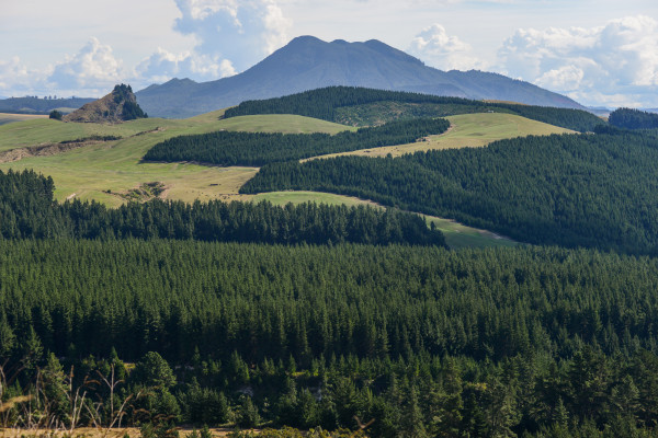 Wairakei Forestry Estate