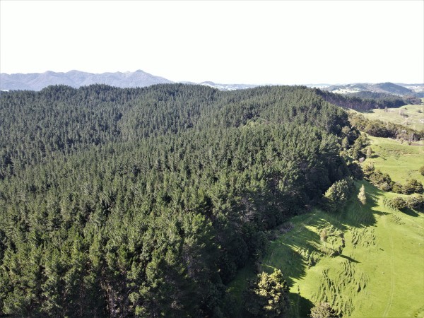 Forests for NZ Investor