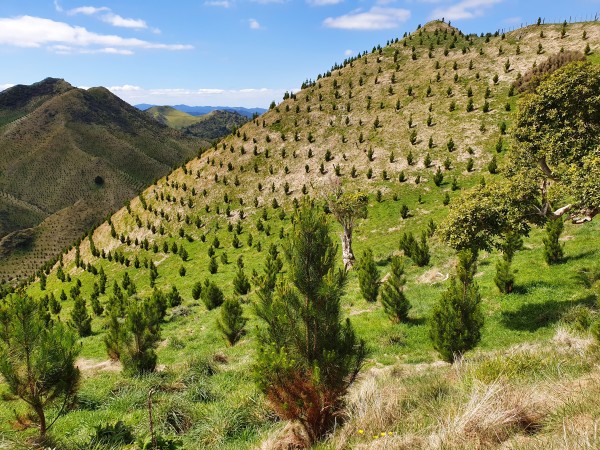 Forestry Block for International Investors