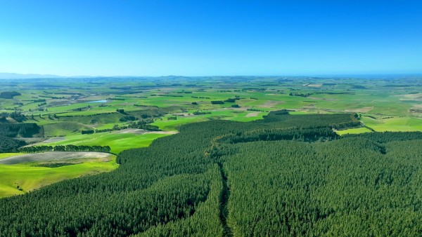 Maraeweka Forest