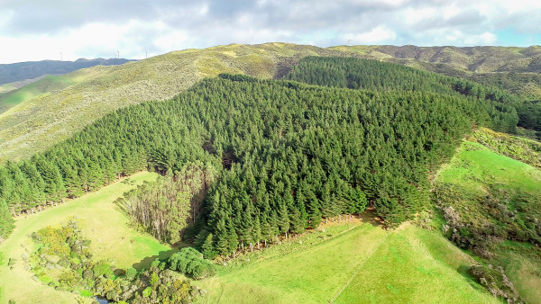 Makara Forest