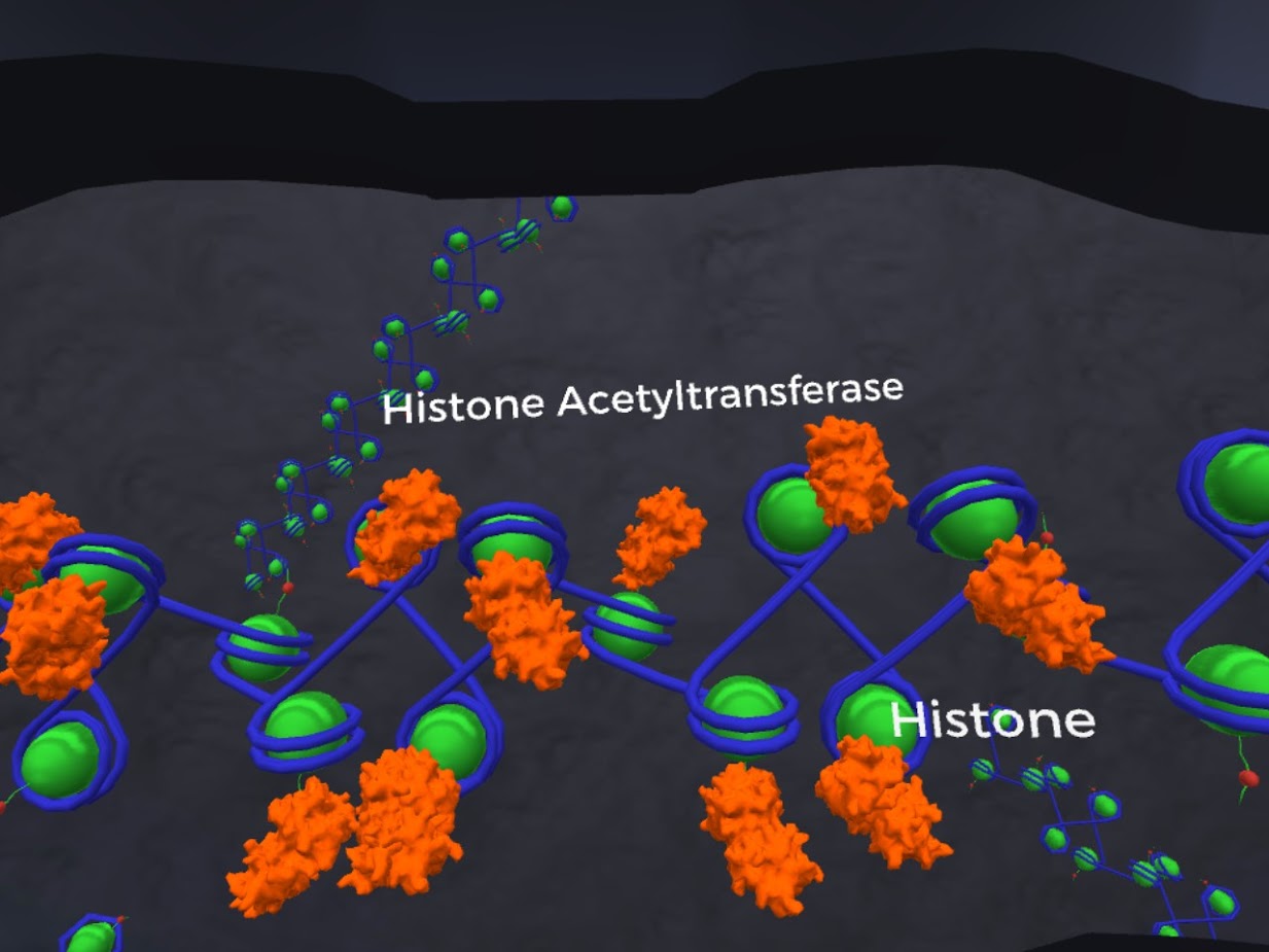 gene regulation experiments