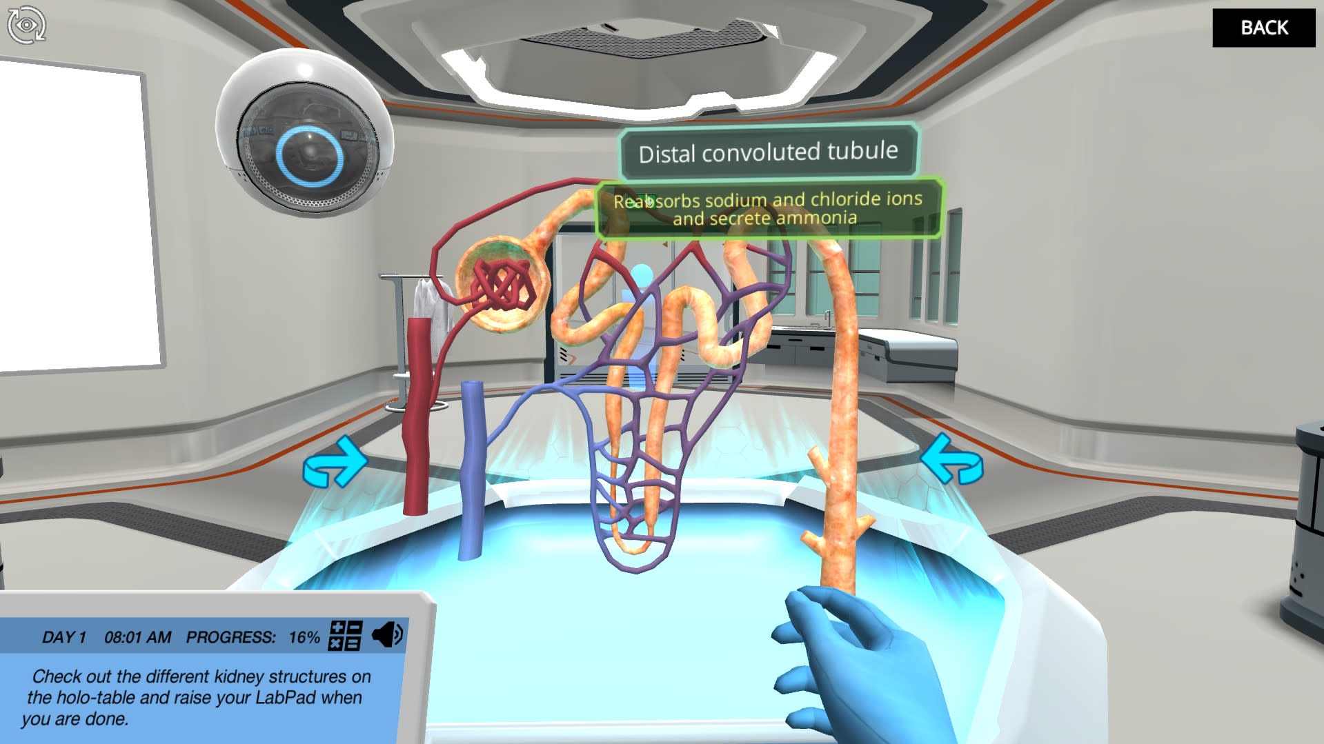 Renal Physiology Find the mode of action of a diuretic drug Labster