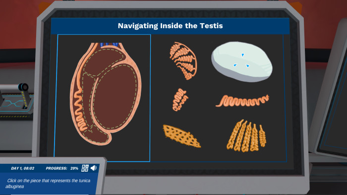 Preview of Puzzle map of the testis and epididymis simulation.