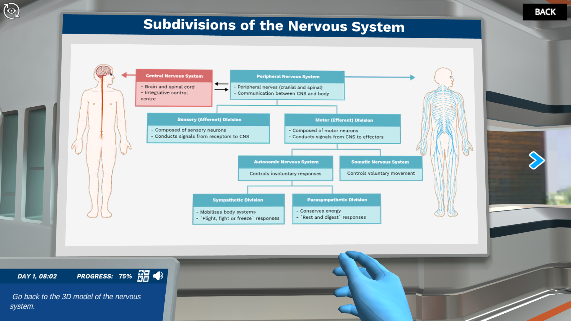 central nervous system brain 3d