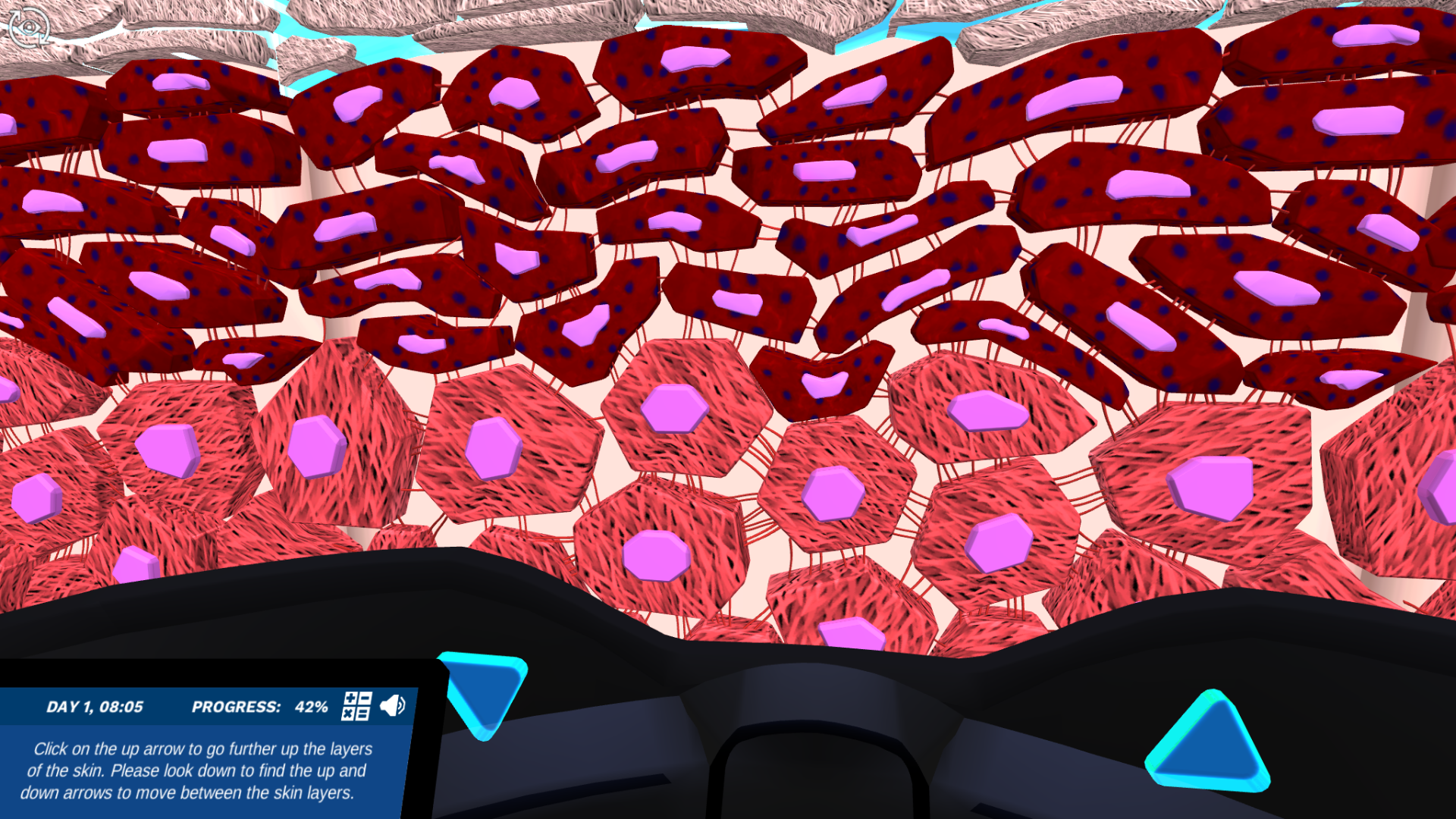 Upper layers of the epidermis