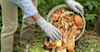 person adding food waste to a compost heap in a garden
