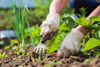 person gardening up close using a weed fork