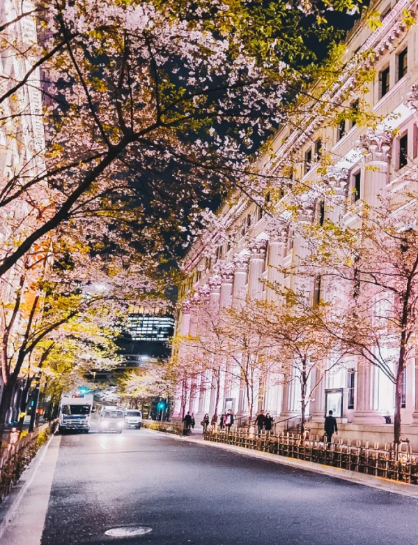 桜ライトアップ