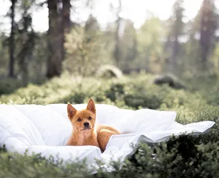 Kuvassa koira Familon - peiton päällä. 