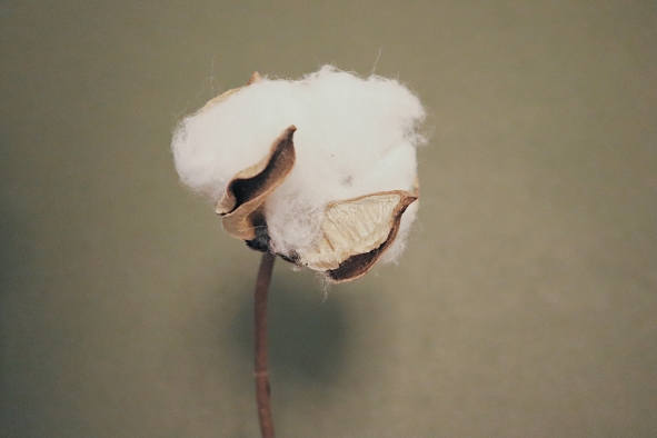 Cotton close up image