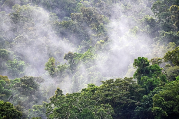 rainforests by David Clode via Unsplash