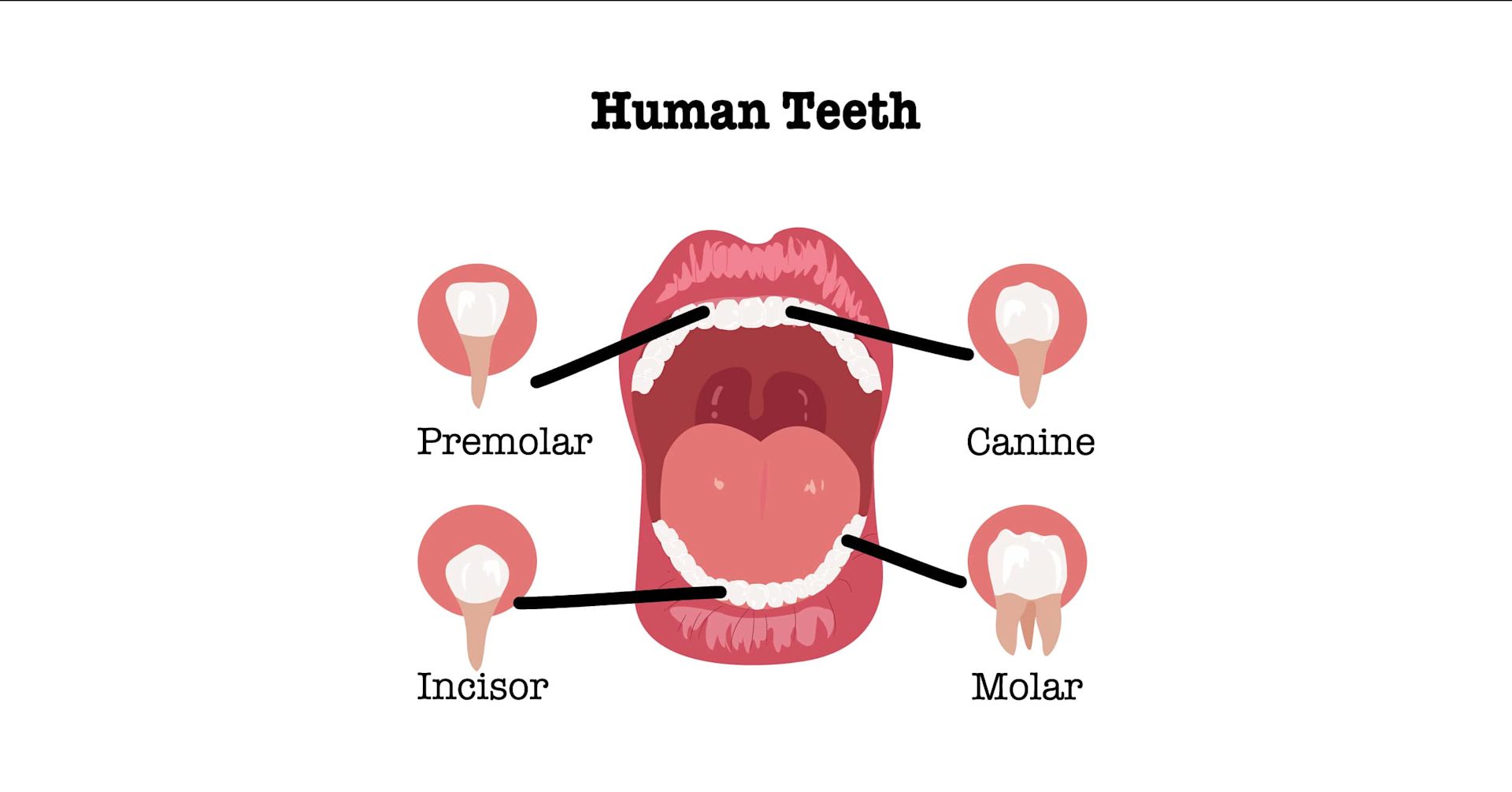 How Many Teeth Do Humans Have? - Image 1 - Listerine - en-GB