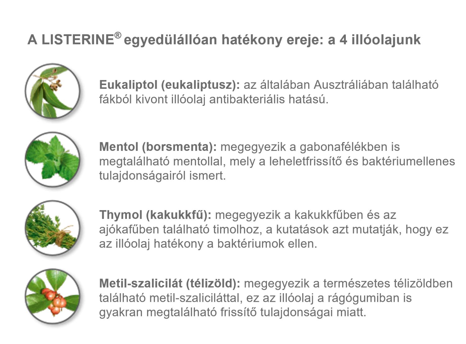 Listerine szájvíznek 4 illóolaj az alapja. Ezek az eukaliptol (eukaliptusz), a mentol (borsmenta), thymol (kakukkfű) és metil-szalicilát (télizöld).