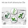 LISTERINE® COOL MINT Extra Mild alkoholfreie Mundspülung – ätherische Öle in Pflanzen-Extrakten dargestellt. Natürliche Inhaltsstoffe für frischen Atem (*auch in diesen Pflanzen enthalten)​