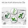 LISTERINE® COOL MINT alkoholfreie Mundspülung – ätherische Öle in Pflanzen-Extrakten dargestellt. Natürliche Inhaltsstoffe für frischen Atem (*auch in diesen Pflanzen enthalten)
