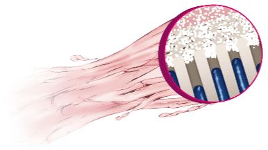 Demonstration of Listerine®'s Crystal Block Technology for tooth sensitivity