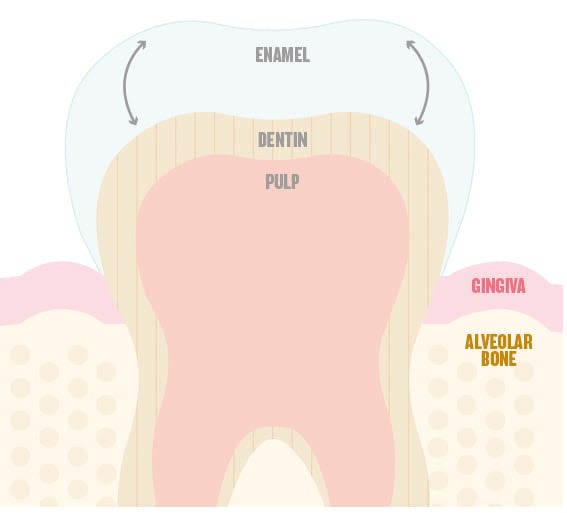 teeth