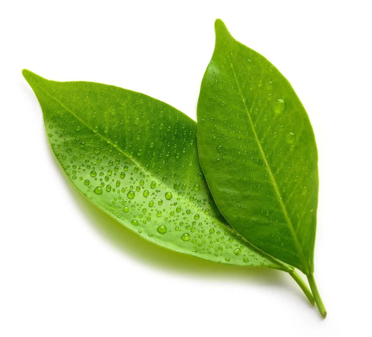 Image of green leaves with dew, representing green tea lady good for teeth