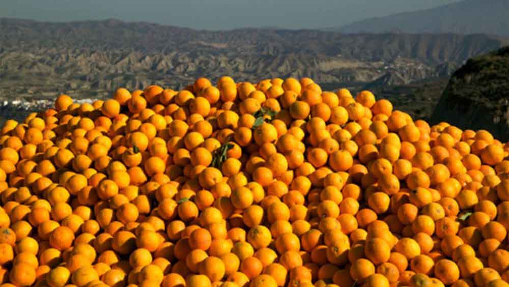 oranges