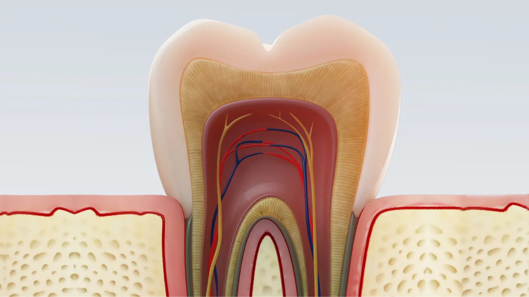 A detailed illustration of a tooth showing its root and the root canal structure