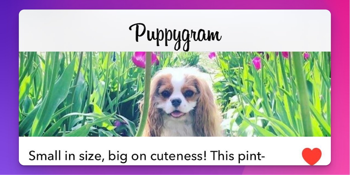 Building an Instagram Clone for Puppies Using Courier Inbox, Next.js and Inngest