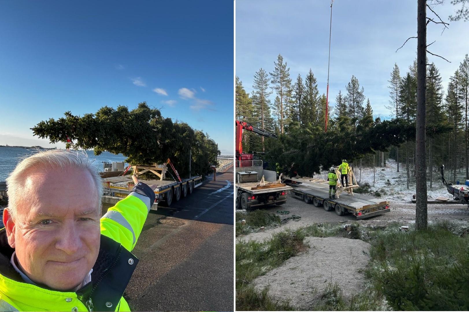 DFDS securing the safe transport of the "Ever Oslo" tree.