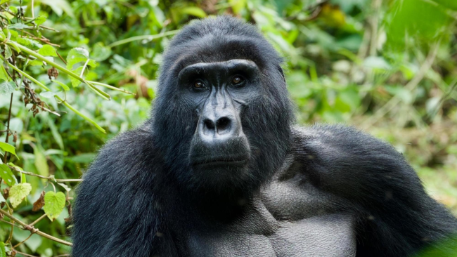 mountain-gorilla